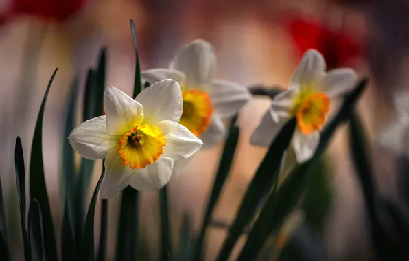 Картинка цветы, весна, нарциссы, флора, Неля Рачкова