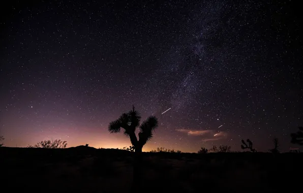 Небо, звезды, ночь, пустыня, дерево джошуа