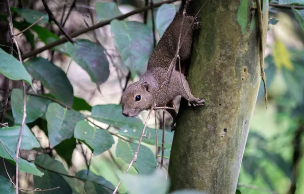 Green, nature, brown, park, animal, safari, squirrel, mammal