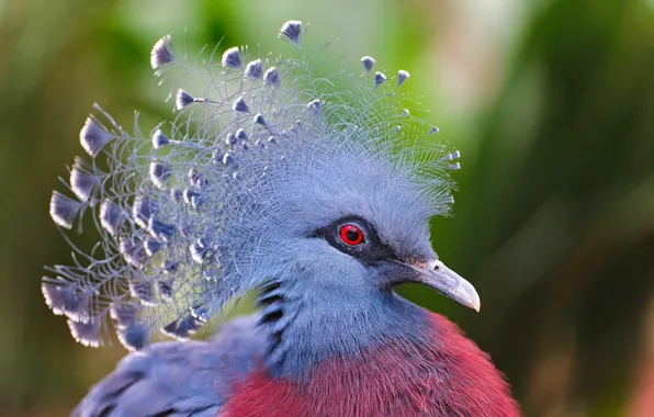 Птица, перья, венценосный голубь, Victoria Crowned Pigeon