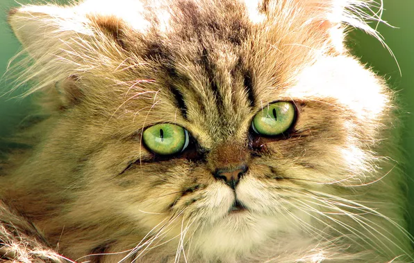 Картинка кошка, глаза, кот, морда, шерсть, зелёные