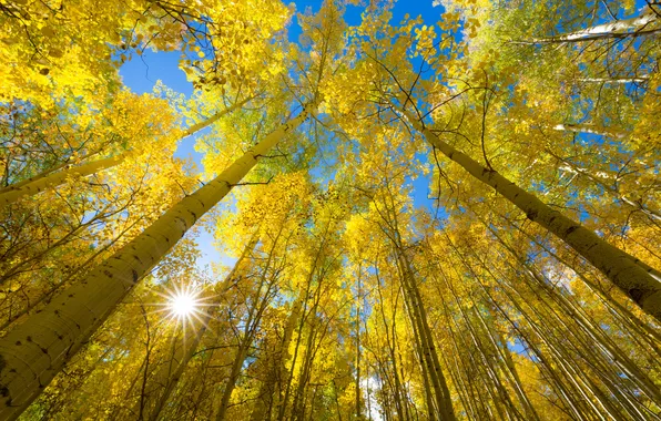Картинка осень, небо, листья, деревья, природа, солнышко