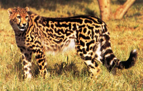 Animal, cheetah, big cat, King Cheetah