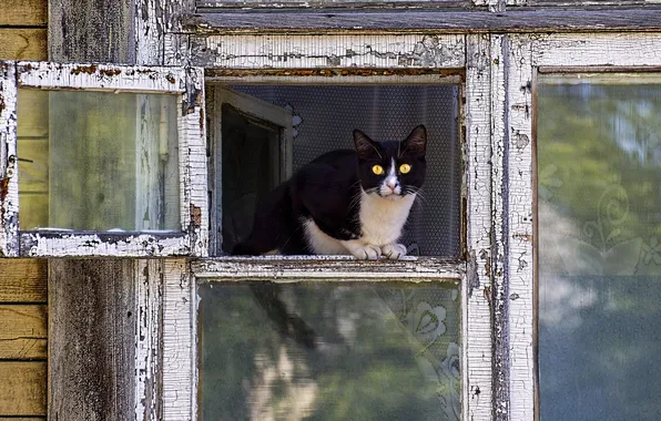 Кошка, кот, взгляд, стекло, поза, черно-белый, рама, окно