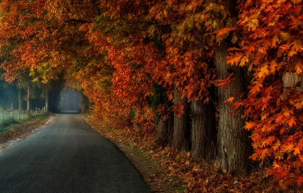 Дорога, осень, лес, листья, деревья, туман, парк, аллея