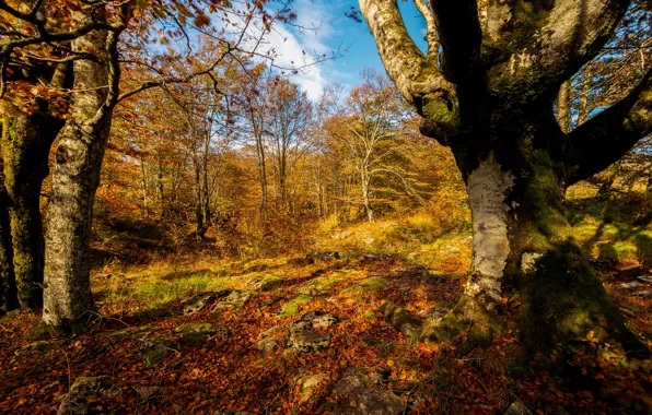 Картинка осень, лес, листья, солнце, деревья, желтые, золотая