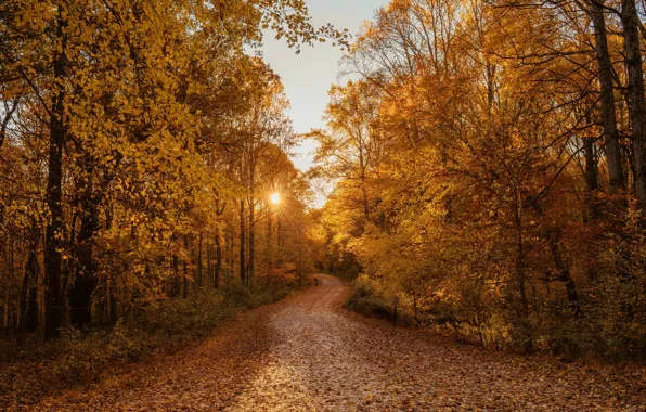 Картинка дорога, осень, листья, солнце, деревья, закат, природа, листва