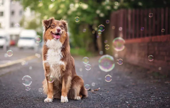 Картинка взгляд, пузыри, друг, собака