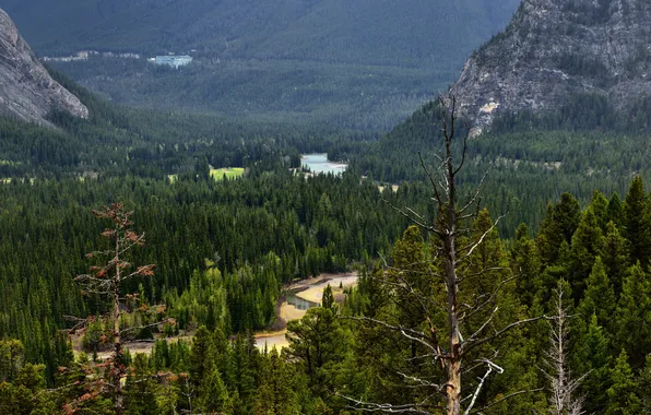 Картинка лес, деревья, горы, река, долина, Канада, Альберта, Banff National Park