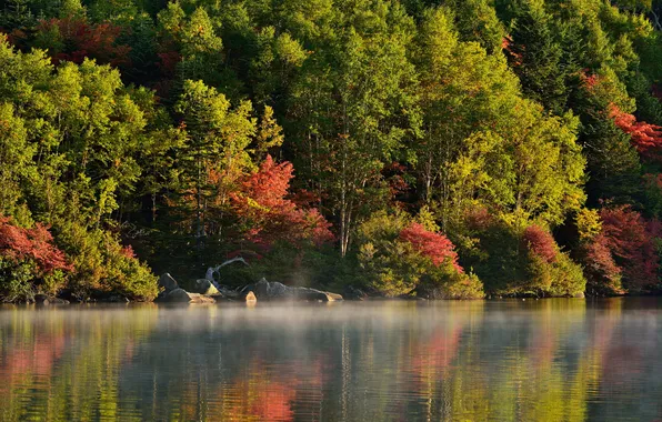 Картинка осень, лес, деревья, туман, река, утро