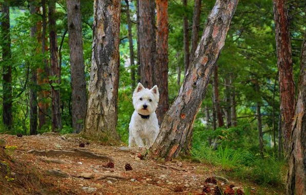 Картинка Собачка, Dog, Вест-хайленд-уайт-терьер