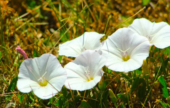 White, flower, blooming