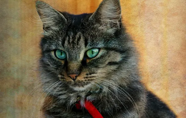 Кошка, кот, серый, фон, портрет, текстура, ошейник, полосатый