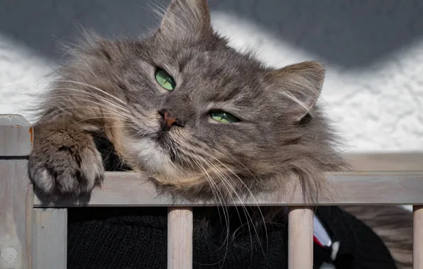 Кот, мордочка, котейка