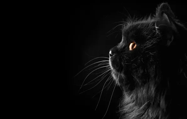 Картинка кошка, кот, усы, фон, черный, профиль, персидский