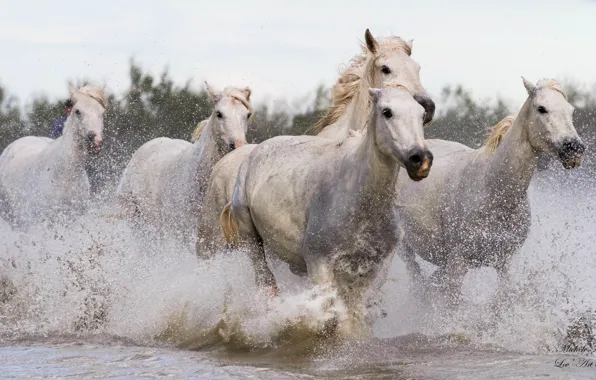 Картинка брызги, движение, кони, лошади, бег, водоём, галоп, табун