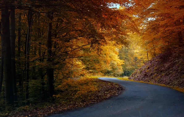 Картинка дорога, осень, лес, асфальт, листья, деревья, природа, желтые