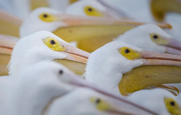 Картинка птицы, природа, пеликаны