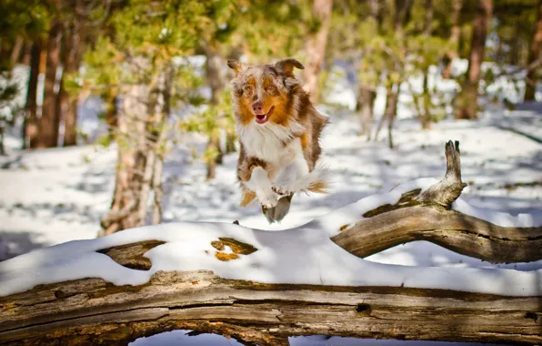 Природа, друг, собака