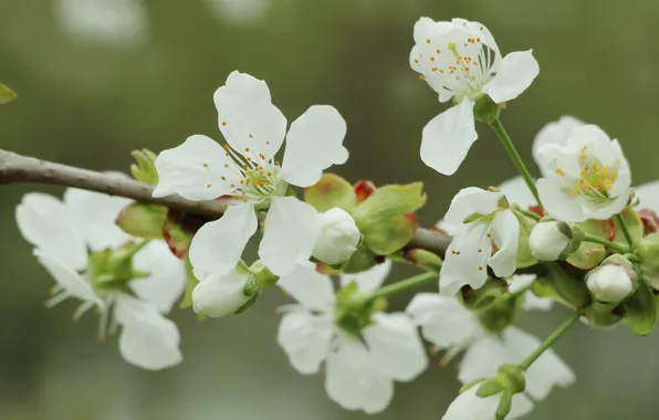 White, flowers, twig