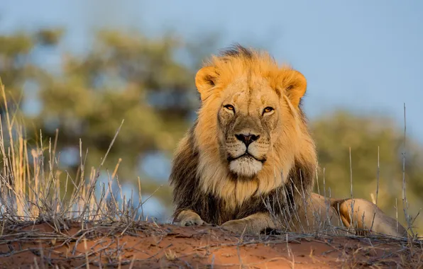 Картинка природа, лев, Африка