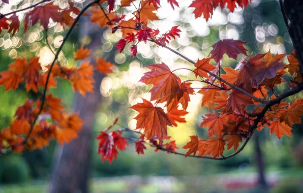 Осень, листья, деревья, ветки, парк, клен
