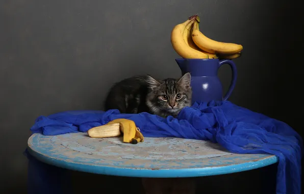 Кошка, взгляд, поза, темный фон, котенок, стол, серый, бананы