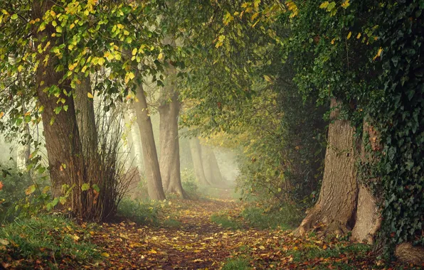 Картинка зелень, осень, лес, листья, ветки, туман, парк, заросли
