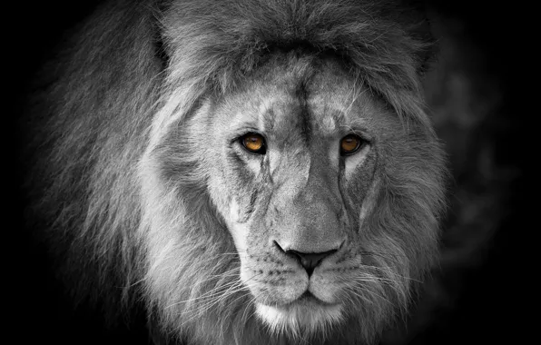 Картинка взгляд, морда, портрет, лев, черный фон, монохром, черно-белое фото, желтые глаза