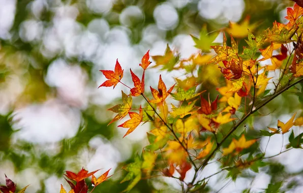 Осень, листья, природа