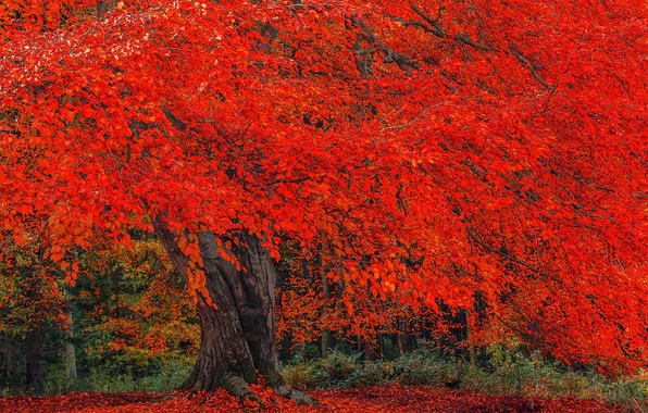 Осень, дерево, листва, крона