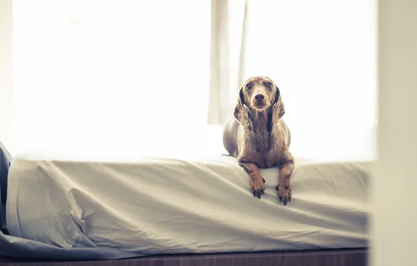 Взгляд, друг, собака