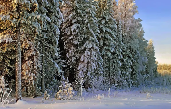 Картинка зима, лес, снег, пейзаж