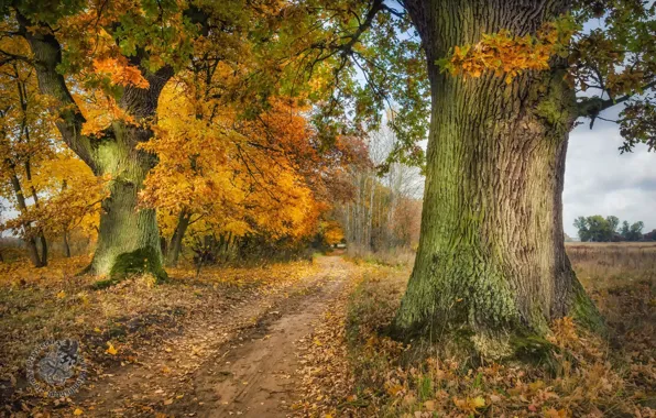 Картинка дорога, деревья, осень