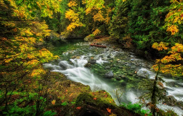 Картинка осень, лес, природа, река
