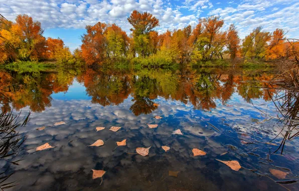Осень, листья, вода, деревья, Природа, Павел Сагайдак