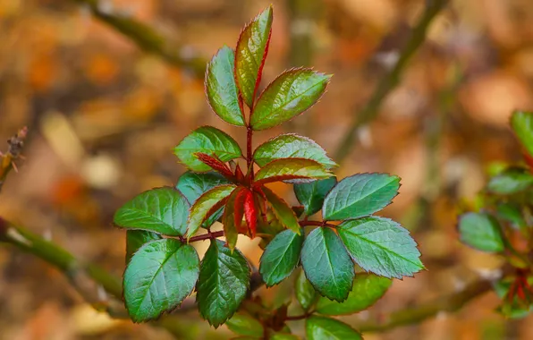Green, leaf, plant