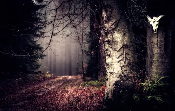 Картинка дорога, лес, деревья, череп, secret woods