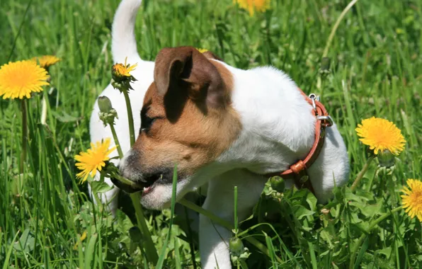 Собаки, трава, радость, настроение, собака, щенок, прогулка, одуванчики