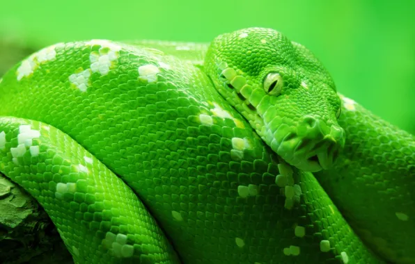 Животные, змеи, природа, змея, макро животный мир