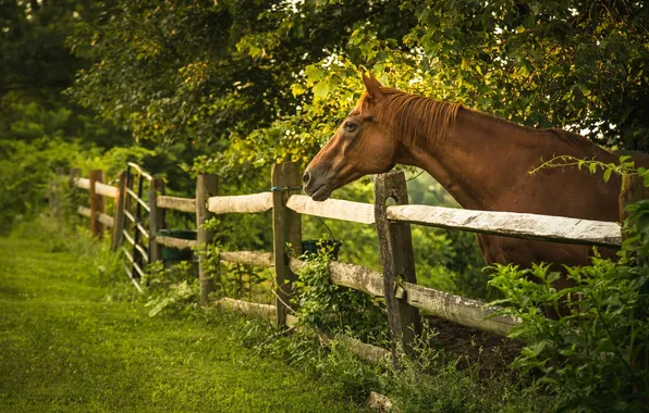 Лето, деревья, лошадь, забор, ограда