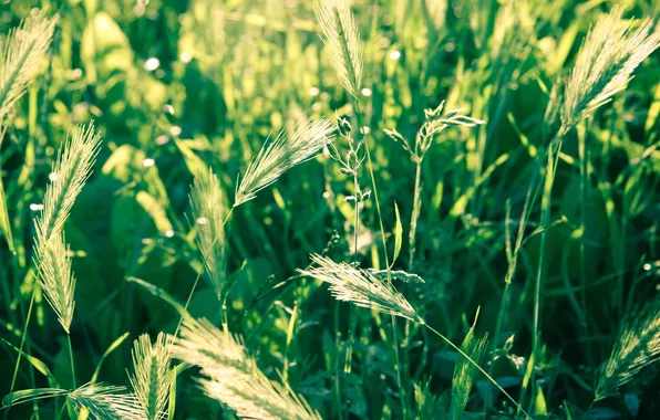 Картинка пшеница, поле, трава, макро, природа, фото, колоски, колосья