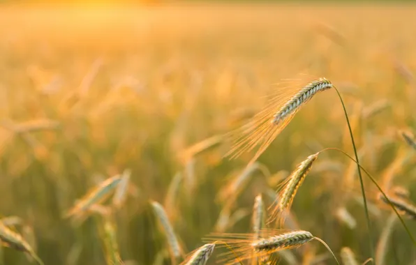 Природа, Golden light, Barley Field