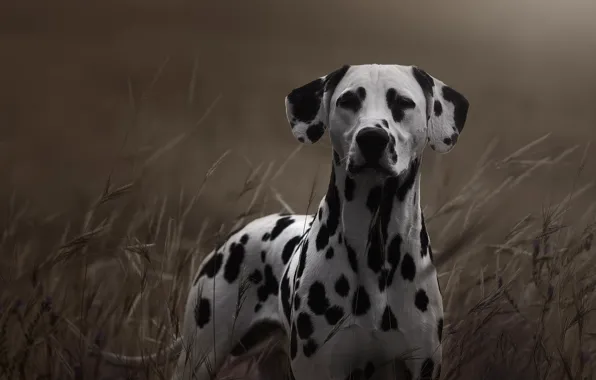 Картинка трава, взгляд, собака, далматин