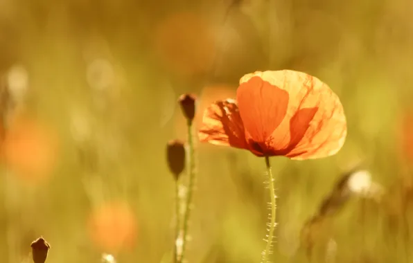 Flower, field, poppy, blomming