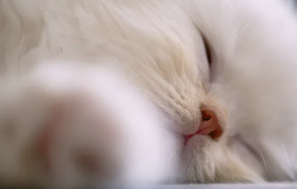 Картинка кошка, кот, морда, фон, widescreen, обои, нос, спит