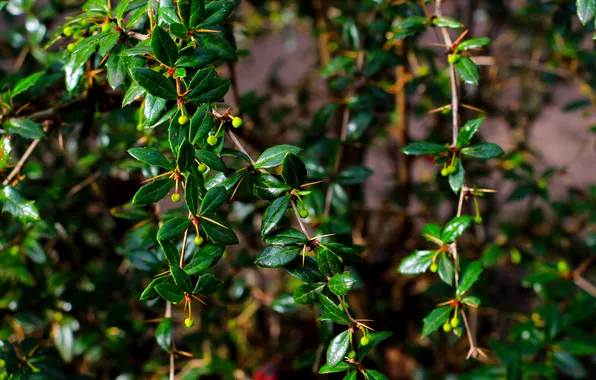 Leaf, plant, twig