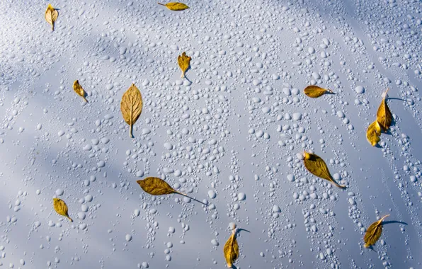 Листья, вода, капли