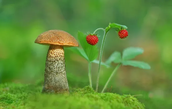 Картинка фото, гриб, мох, земляника
