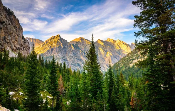 Картинка лес, пейзаж, горы